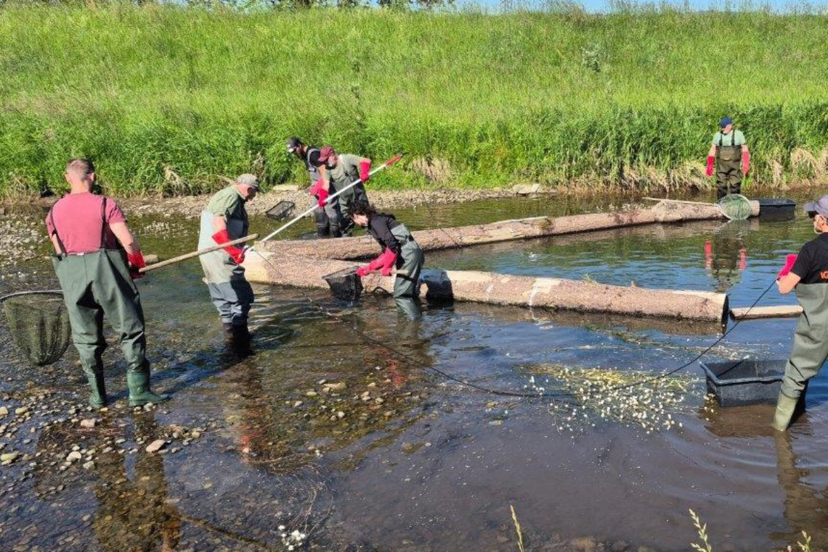Umsetzung einer Renaturierungsmaßnahme durch Mitglieder der IG Dreisam e.V. in Zusammenarbeit mit regionalen Angelvereinen und Partnern.