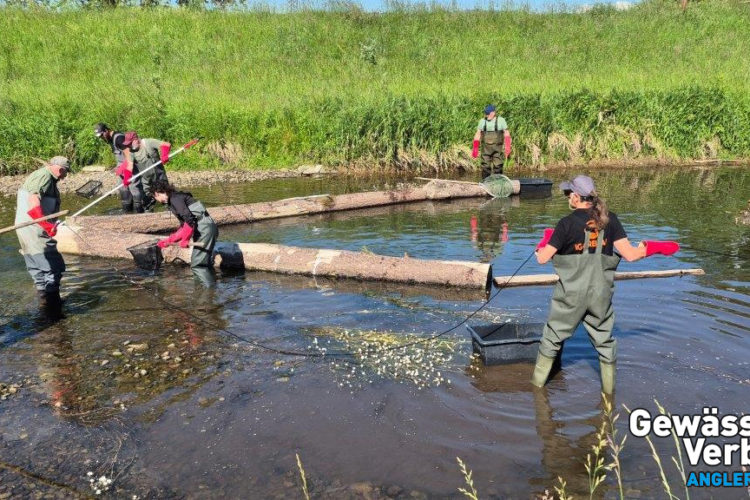 Umsetzung einer Renaturierungsmaßnahme durch Mitglieder der IG Dreisam e.V. in Zusammenarbeit mit regionalen Angelvereinen und Partnern.