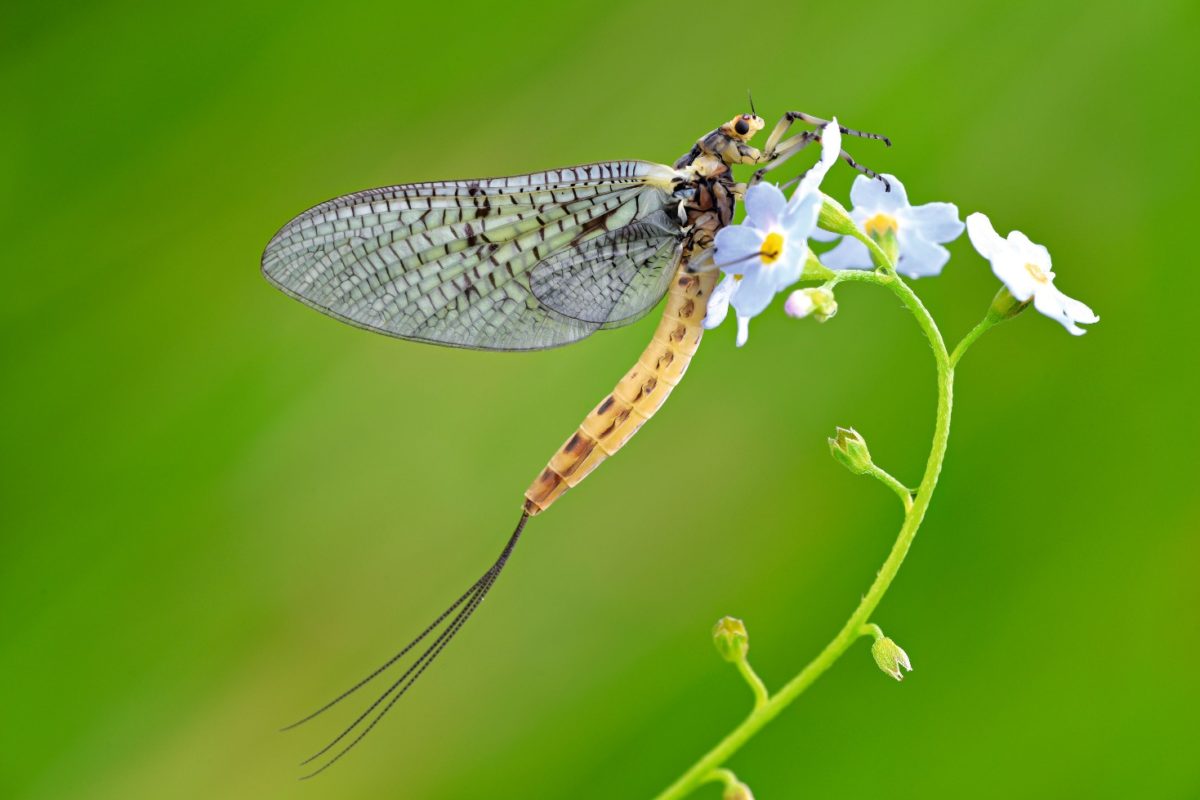 Danica Eintagsfliege