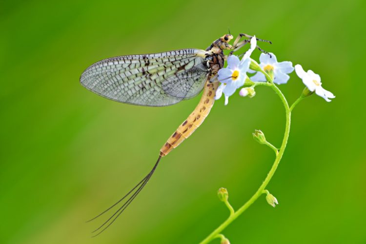 Danica Eintagsfliege