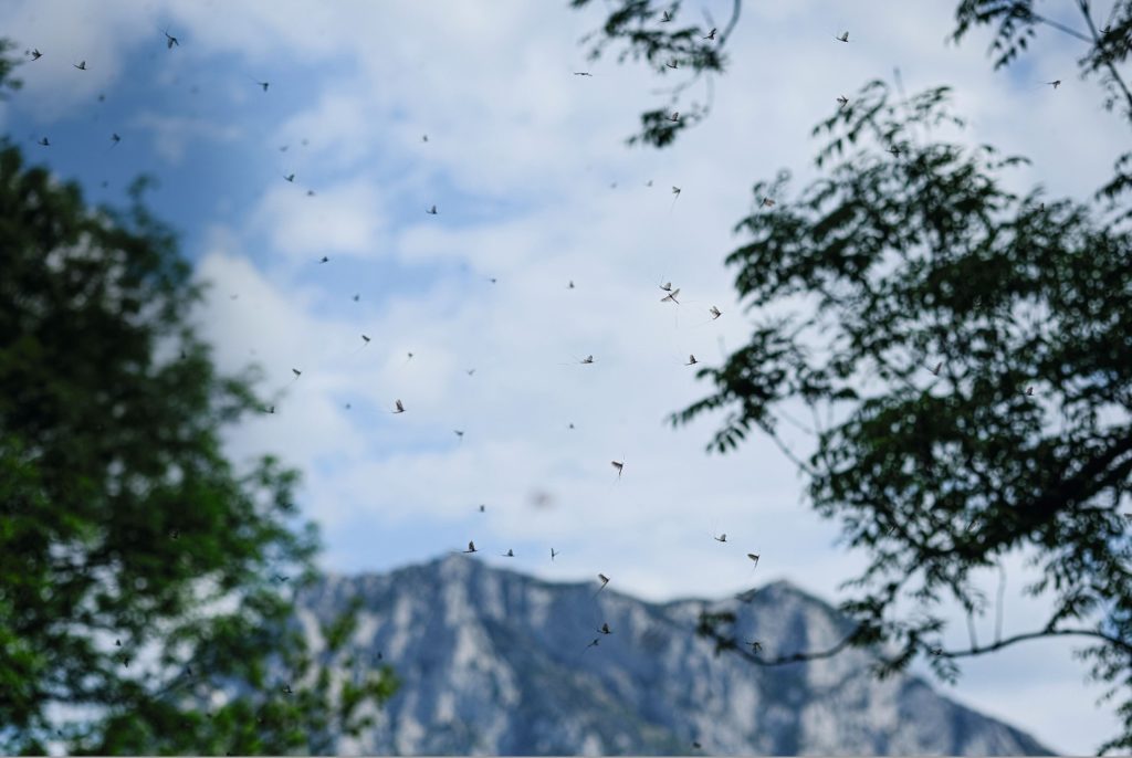 m Schwarmflug finden sich die Partner – und die Paarung folgt unmittelbar.