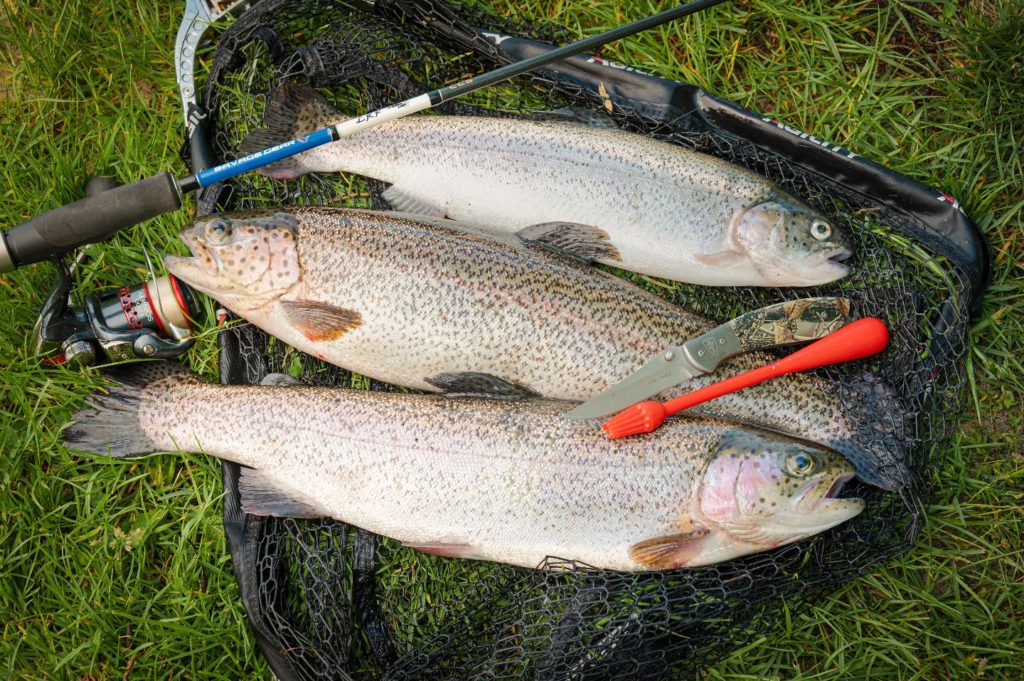 Forellensee Mechtersen Forellen