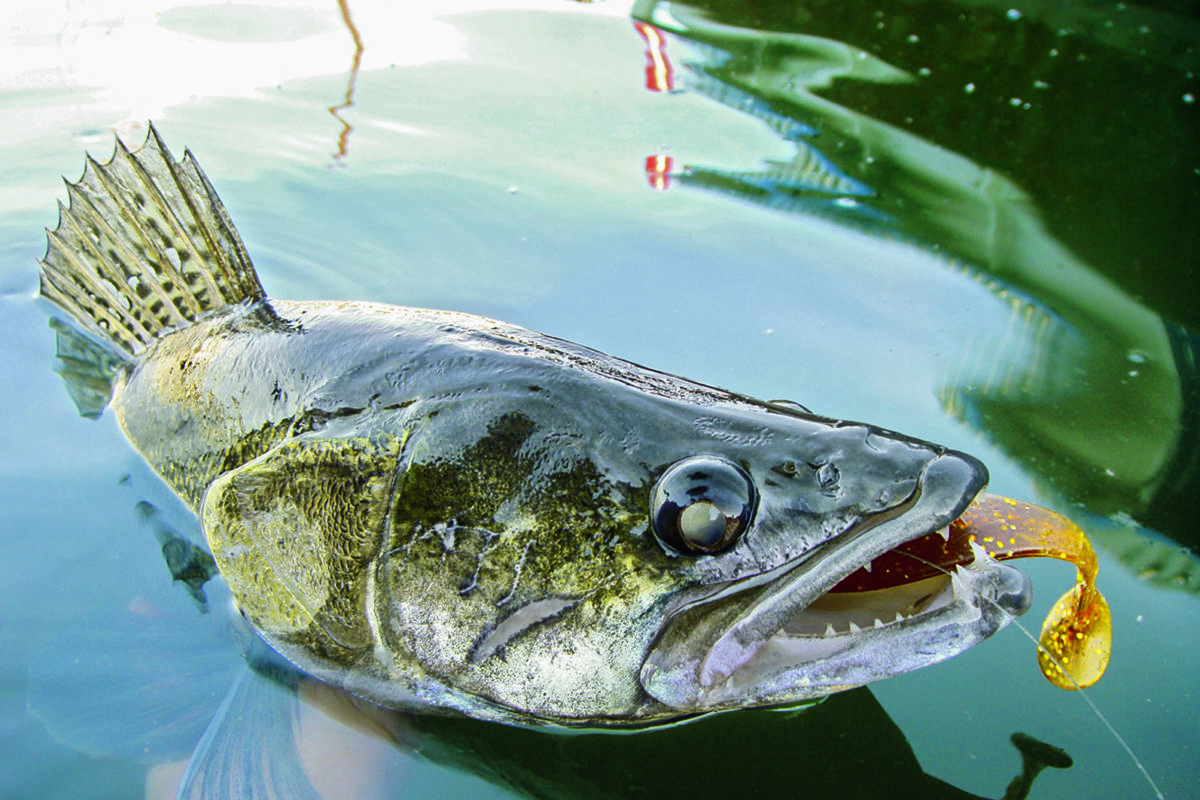 Zander mit Gummifisch im Maul