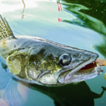 Zander mit Gummifisch im Maul
