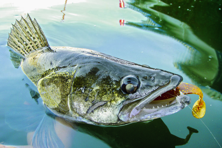 Zander mit Gummifisch im Maul