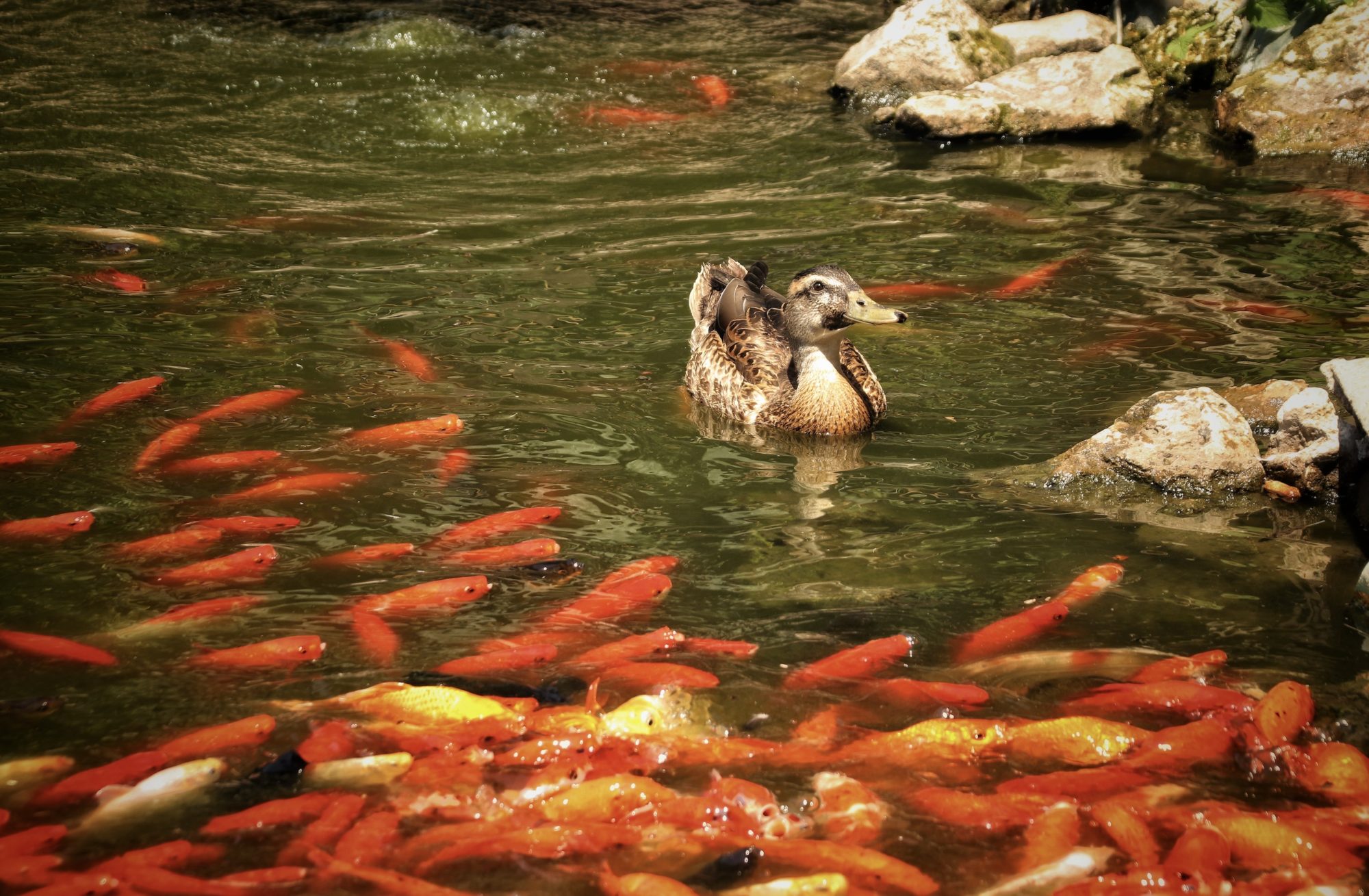 Goldfische im See