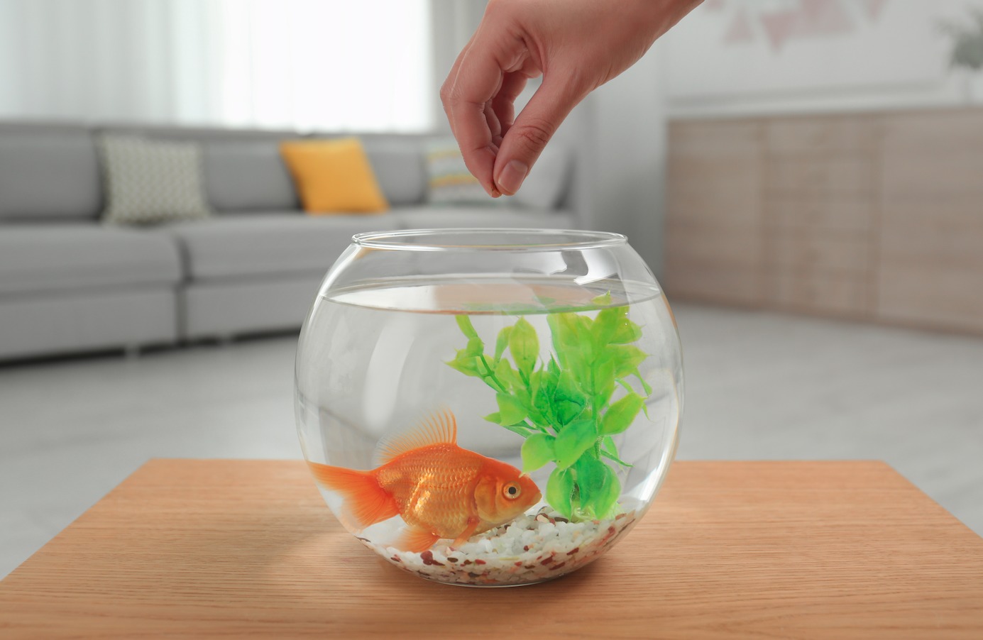 Goldfisch im Glas