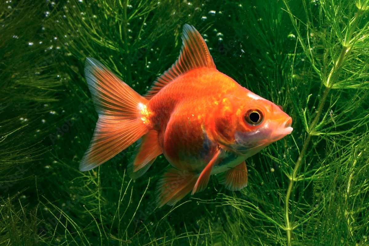 Goldfisch Nahaufnahme