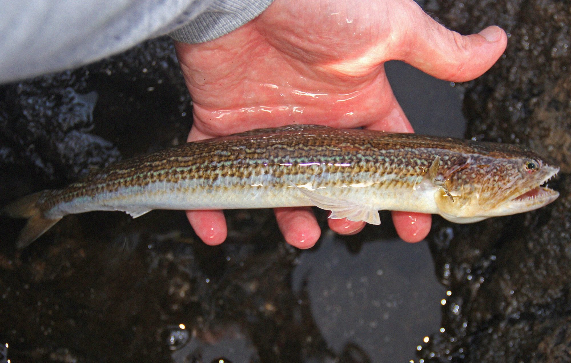 Eidechsenfisch
