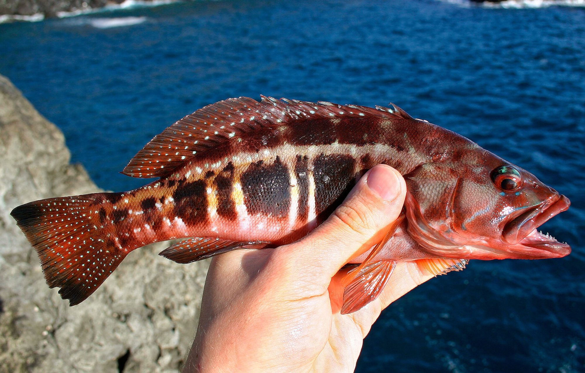Garoupa