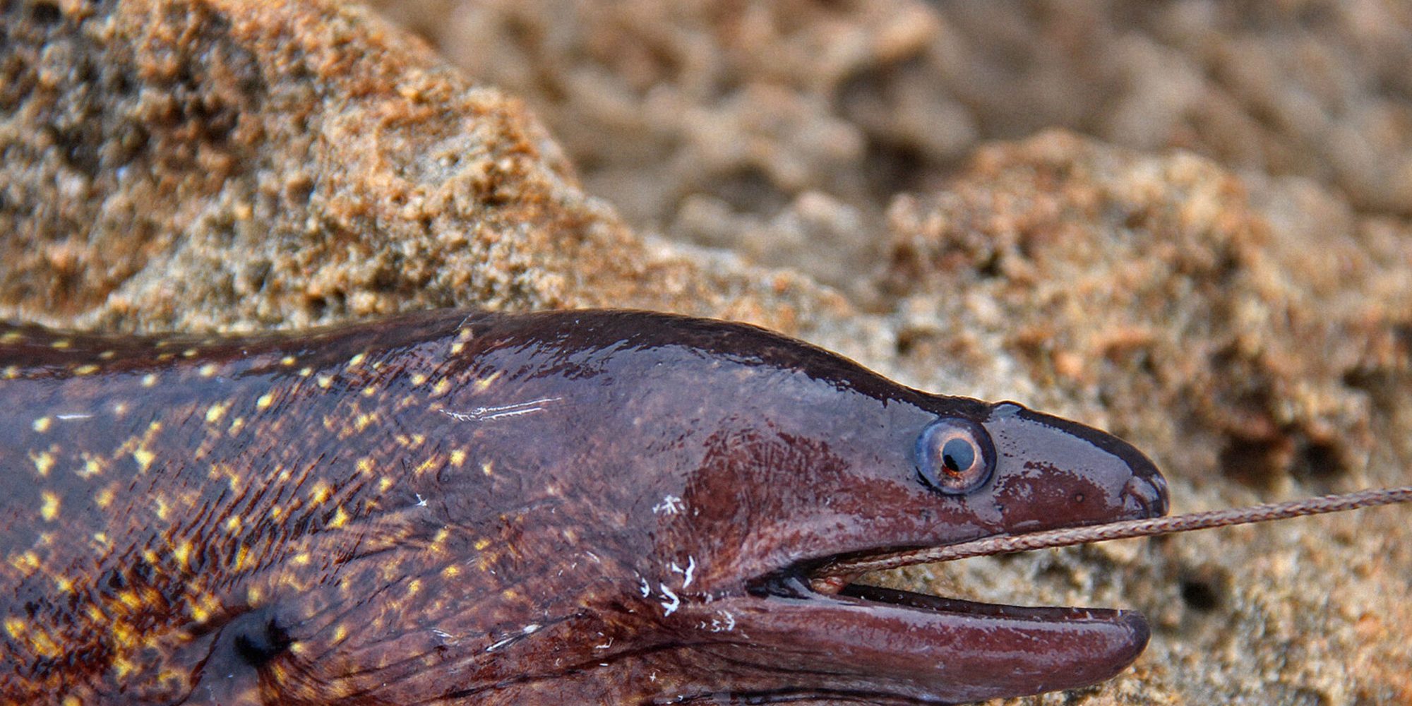 Muray EEL
