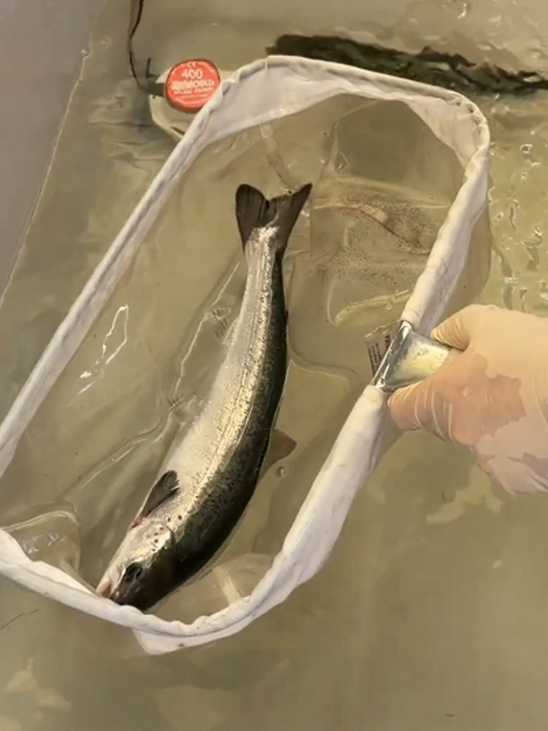 Zurücksetzen Lachs