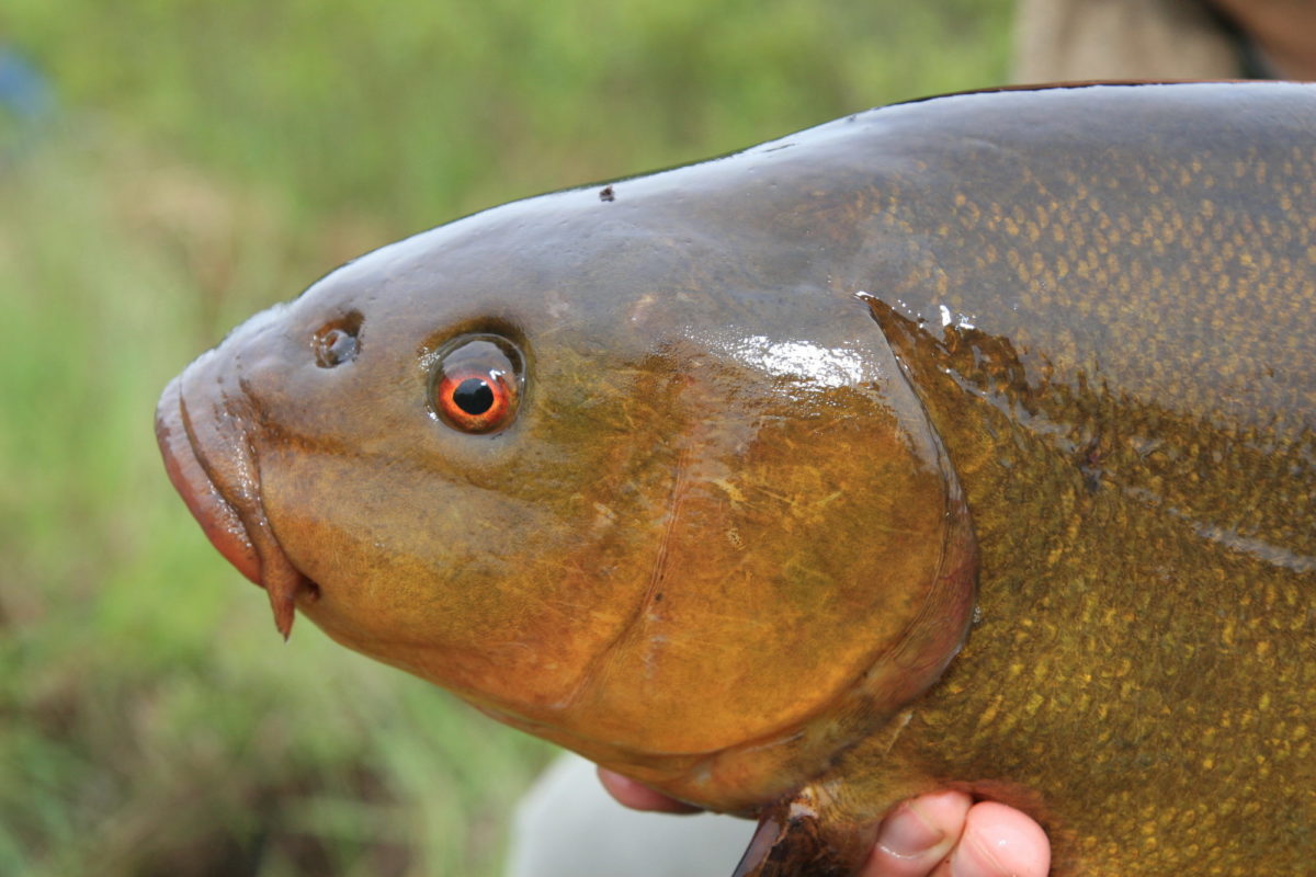 Die Schleie gehört zu den schönsten Fischen, die unsere Gewässer zu bieten haben.
