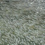 Die Quellen von Baños del Azufre, in der Nähe der mexikanischen Stadt Teapa, sind ein unwirtlicher Lebensraum. Da es sich um vulkanische Quellen handelt, enthält das Wasser viel giftigen Schwefelwasserstoff und sehr wenig Sauerstoff. Nur speziell angepasste Fische wie der Schwefelmolly (Pocilia sulphuraria) können dort überleben. Schwefelmollys bewegen sich im Schwarm und vollführen bei Vogelangriffen Wellenbewegungen, die La-Ola-Wellen ähneln. Die Fische speichern Angriffe.