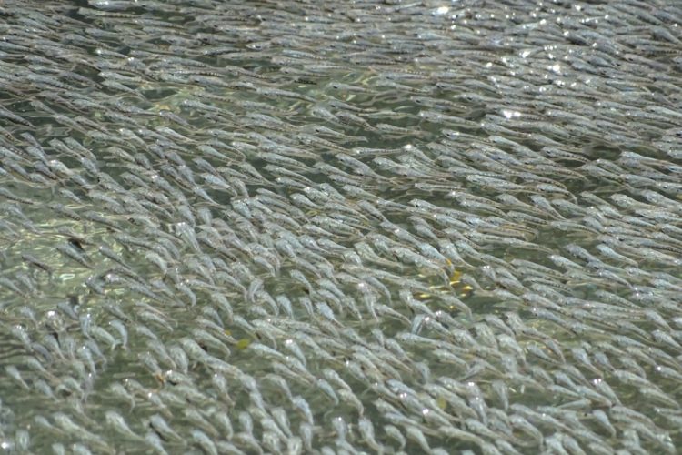 Die Quellen von Baños del Azufre, in der Nähe der mexikanischen Stadt Teapa, sind ein unwirtlicher Lebensraum. Da es sich um vulkanische Quellen handelt, enthält das Wasser viel giftigen Schwefelwasserstoff und sehr wenig Sauerstoff. Nur speziell angepasste Fische wie der Schwefelmolly (Pocilia sulphuraria) können dort überleben. Schwefelmollys bewegen sich im Schwarm und vollführen bei Vogelangriffen Wellenbewegungen, die La-Ola-Wellen ähneln. Die Fische speichern Angriffe.