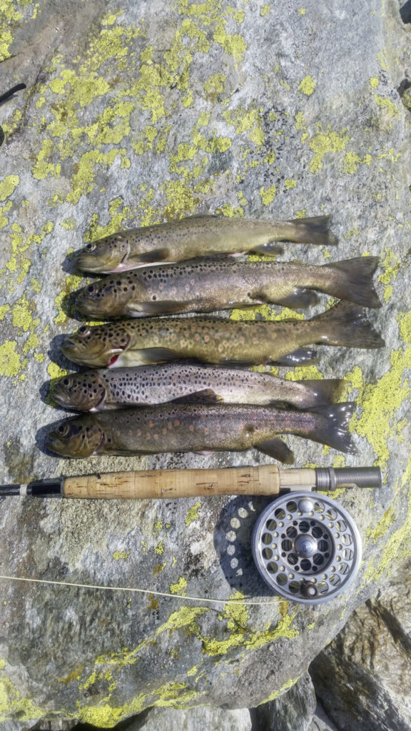 Bergsee-Salmoniden lassen sich alle mit der Fliege fangen: Saiblinge, Namaycush, Bach- und Seeforellen, Regenbogenforelle. Forellen