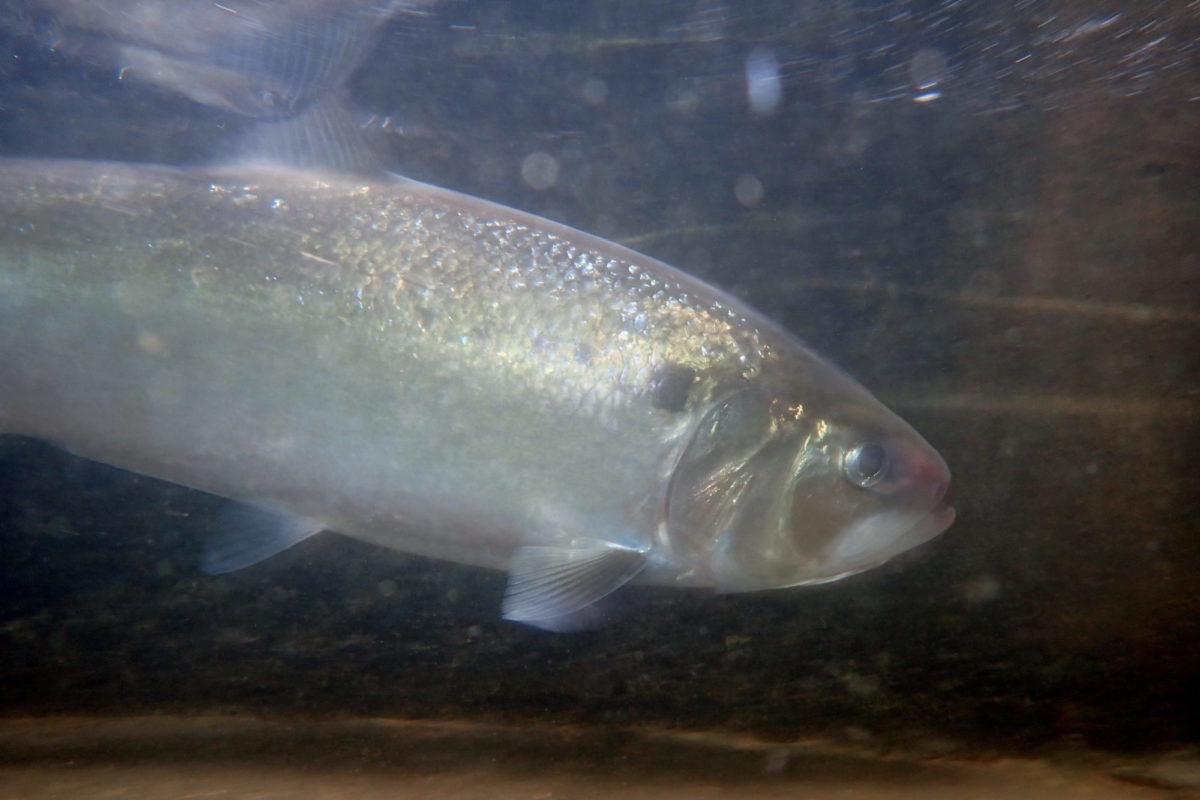 Maifisch Rekord