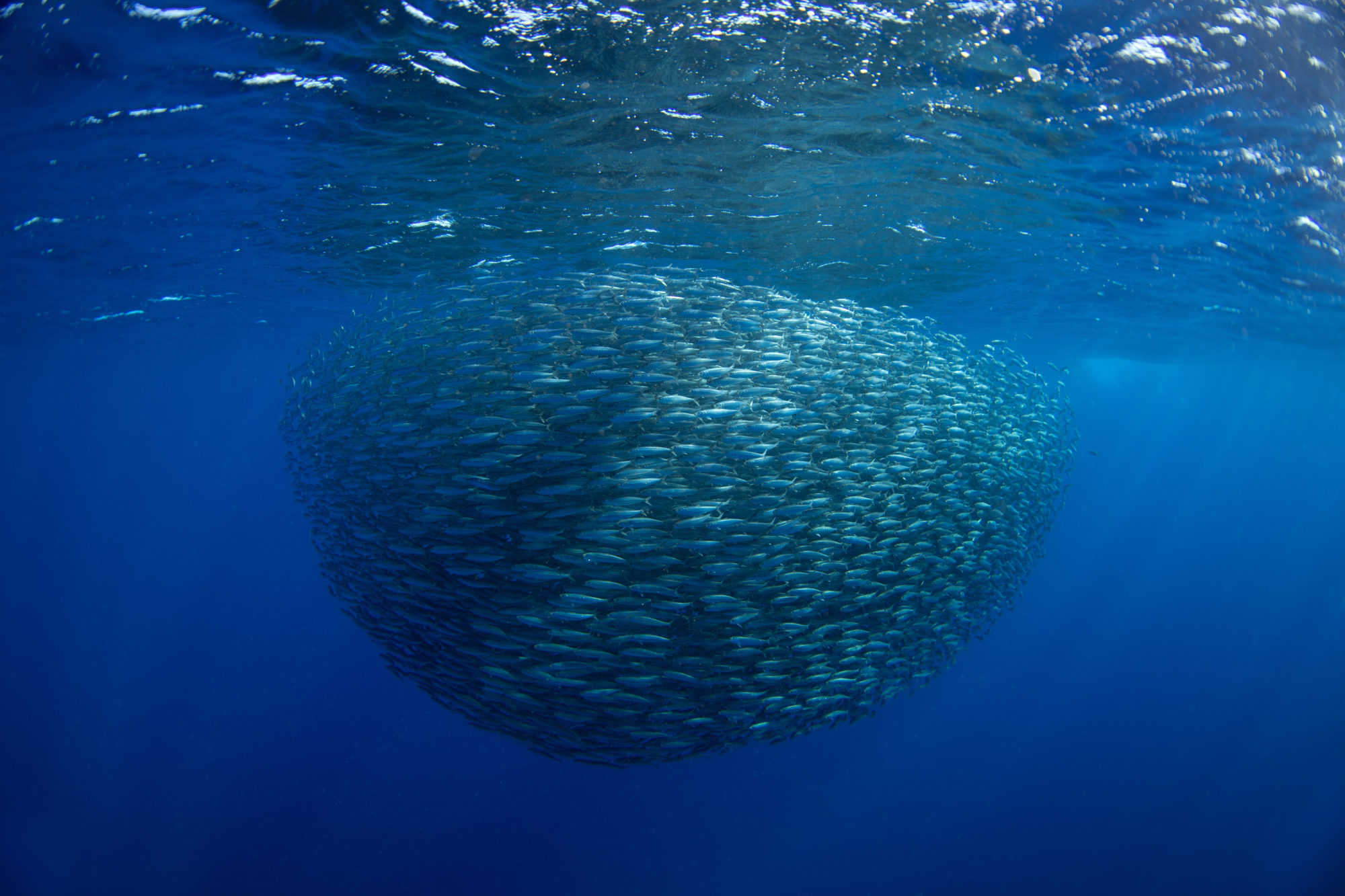 Sardinenschwarm