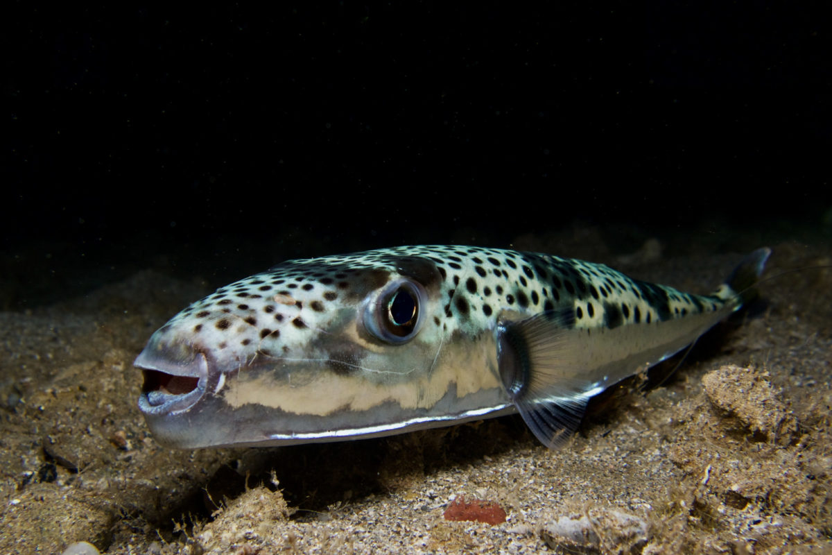 Hasenkopf Kugelfisch