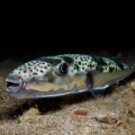 Hasenkopf Kugelfisch