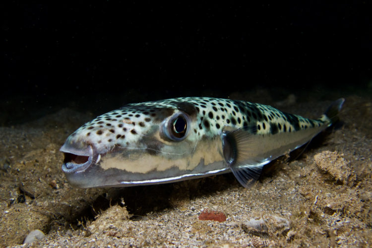 Hasenkopf Kugelfisch