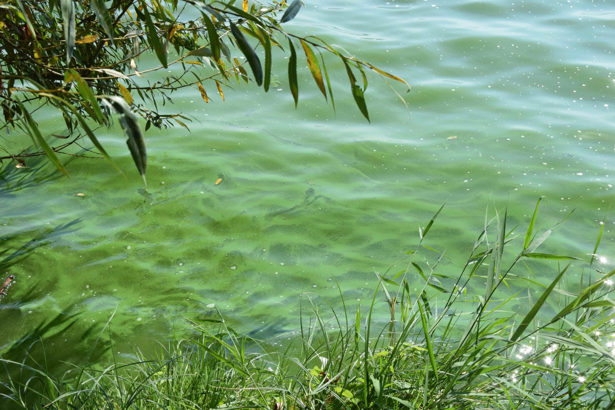 Blaualgen Müggelsee Sommer