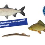 Wer wird Fisch des Jahres 2027?
