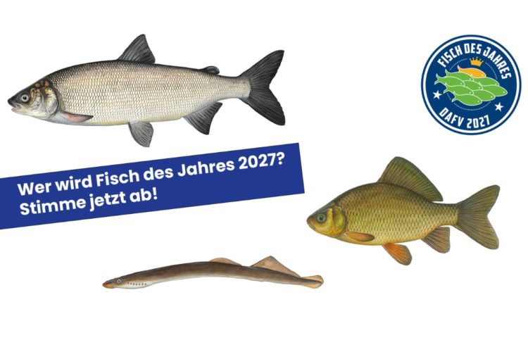 Wer wird Fisch des Jahres 2027?