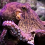 Octopus vulgaris