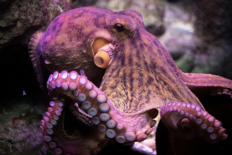 Octopus vulgaris