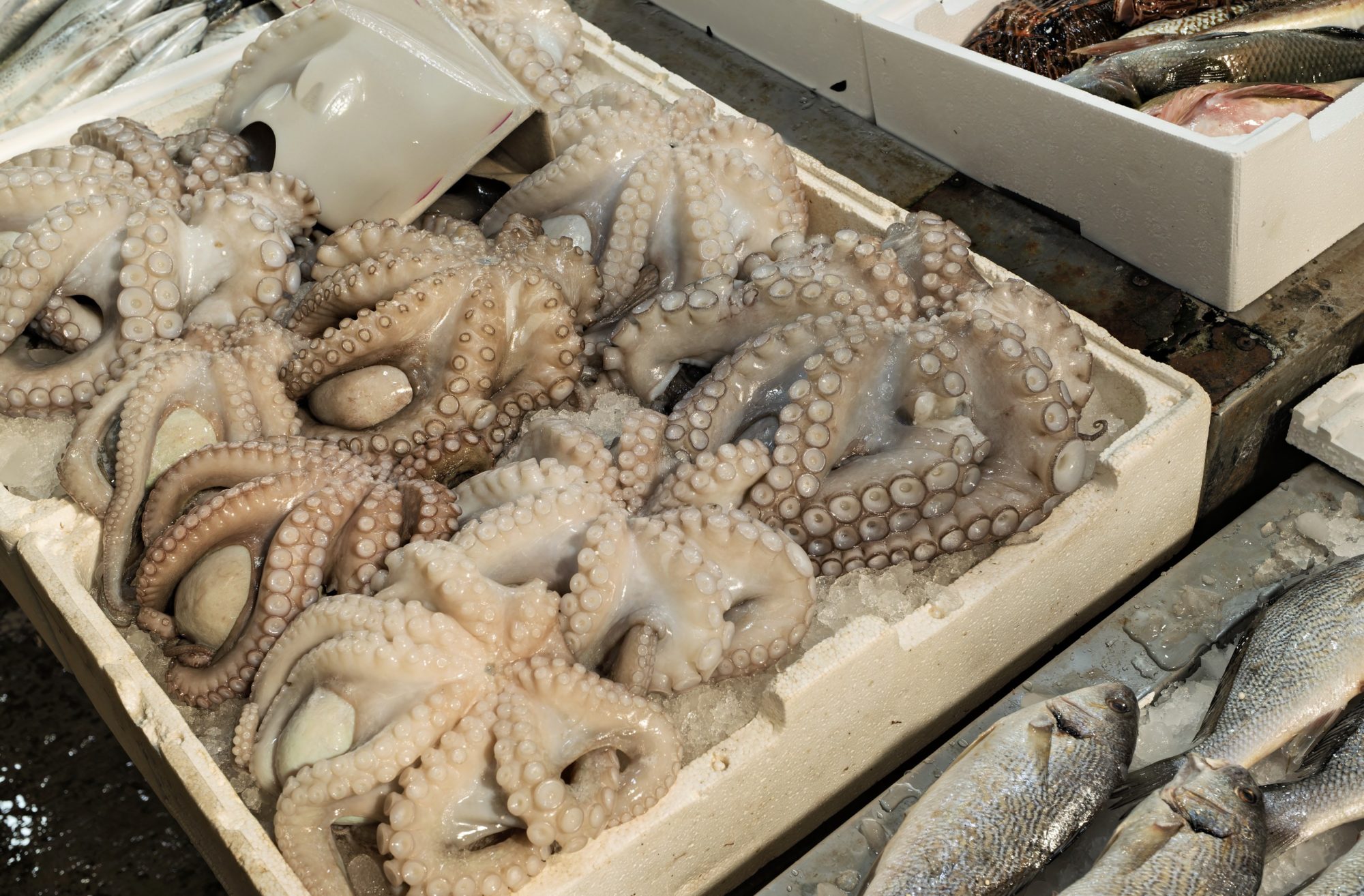 Oktopus Fischmarkt