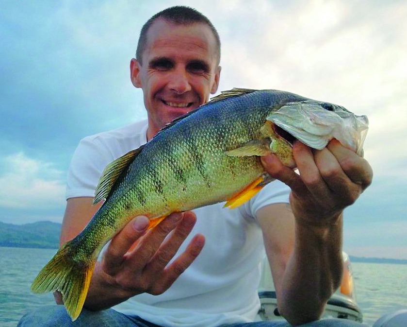 Bodensee Fische Barsch