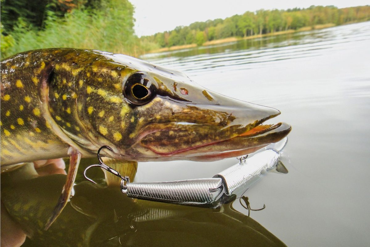 Hecht Wobbler