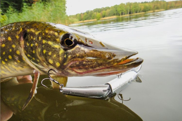 Hecht Wobbler