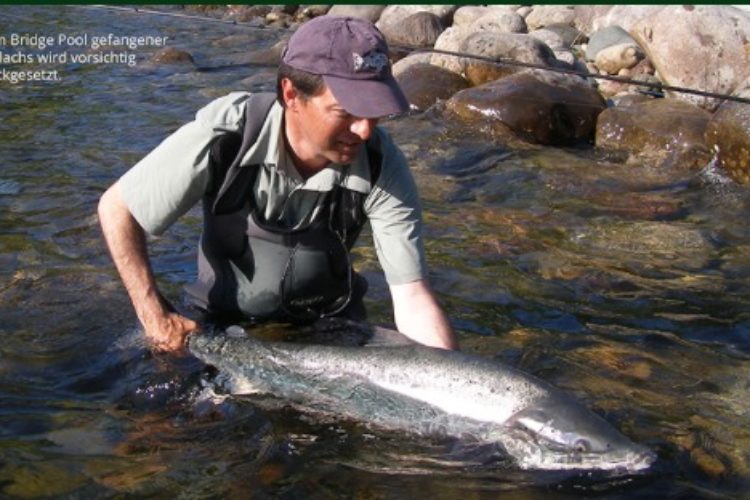 Großlachs wird zurückgesetzt