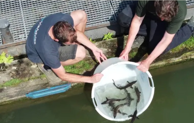 Jungstöre für den Rhein