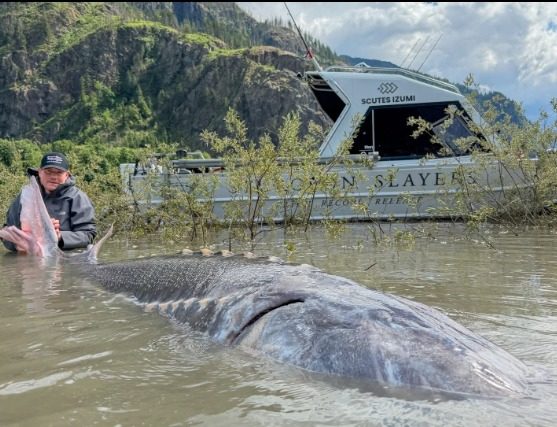 Rekord Sturgeon