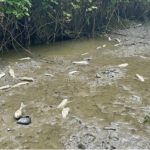 Fischsterben an der Mattis