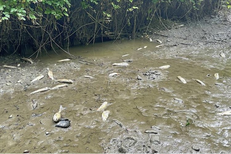 Fischsterben an der Mattis