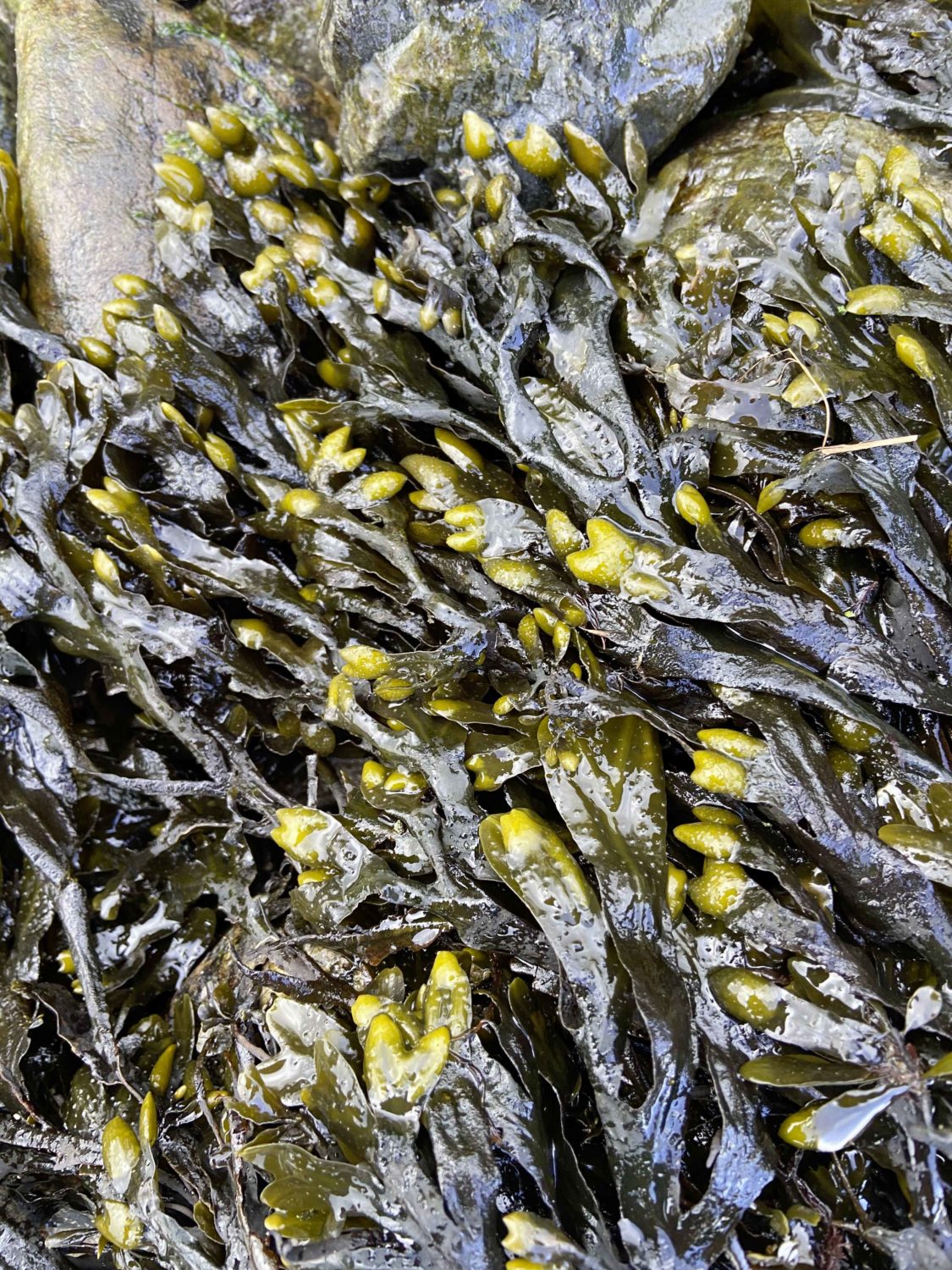 Balsentang Meer Rezept