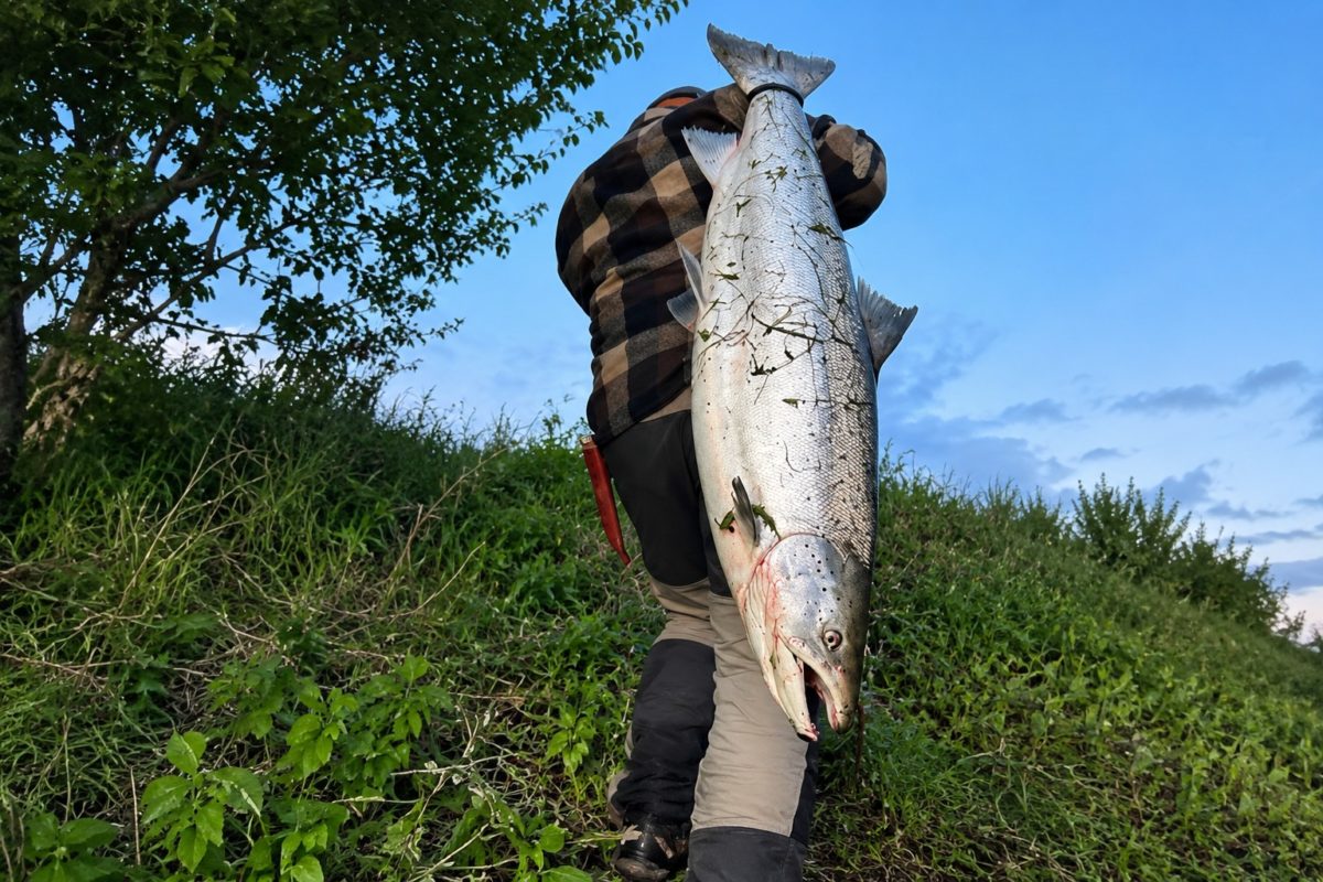 Lachs Saisonstart Namsen