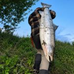Lachs Saisonstart Namsen