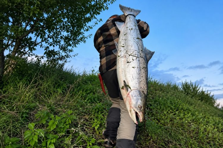 Lachs Saisonstart Namsen