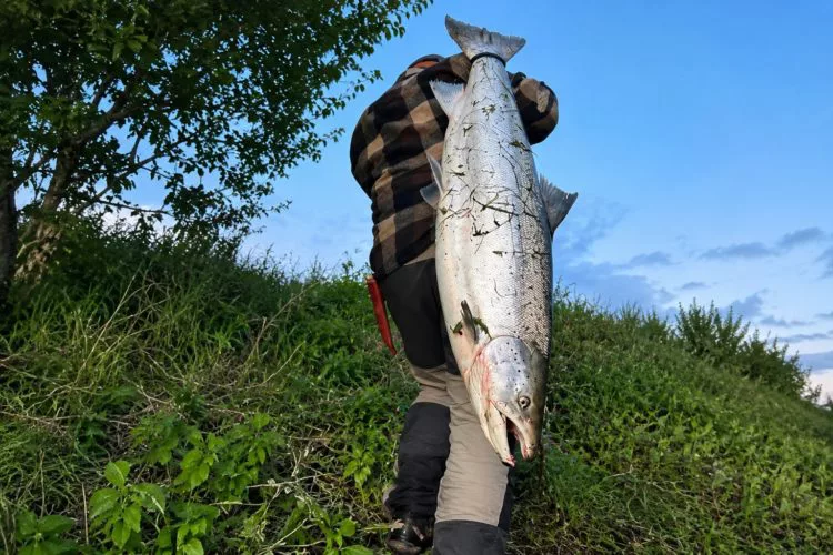 Lachs Saisonstart Namsen