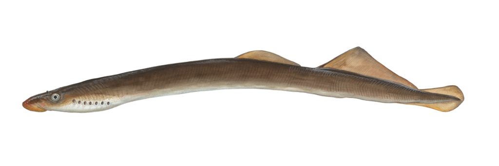 Flussneunauge (Lampetra fluviatilis). Abbildung: DAFV, Eric Otten
