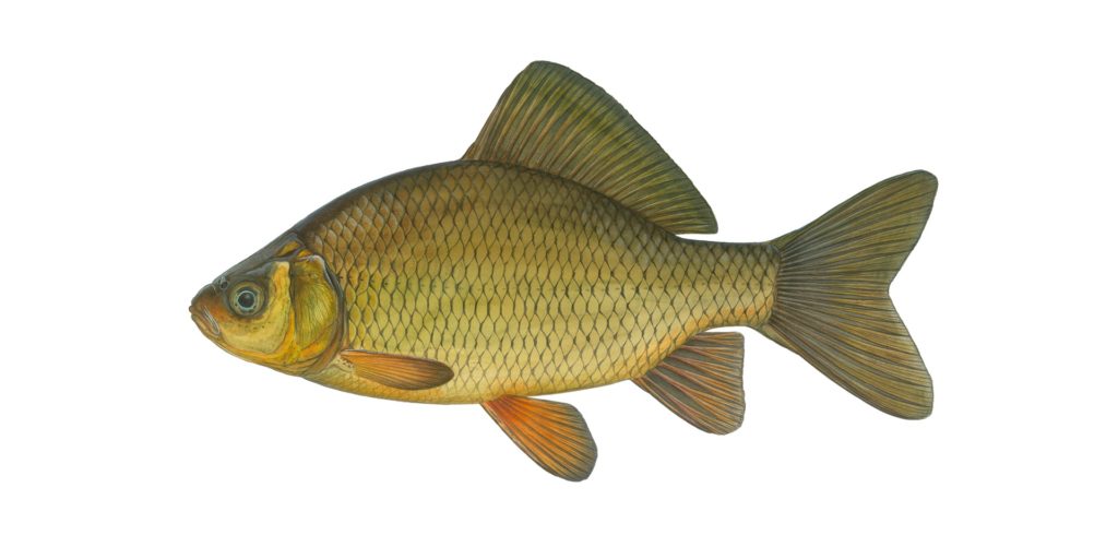 Karausche (Carassius carassius). Abbildung: DAFV, Eric Otten