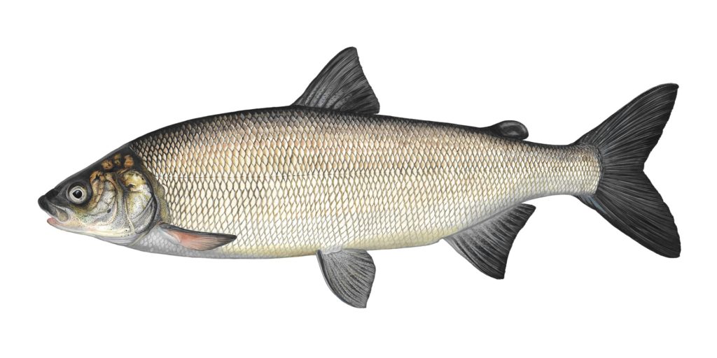 Der Nordseeschnäpel (Coregonus oxyrinchus). Abbildung: DAFV, Eric Otten