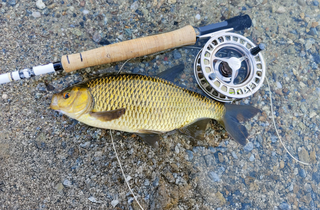 Gar nicht mal so selten an alpinen Seen: steigfreudige Weißfische wie diese Schwarzfeder aus dem Lej da Staz.