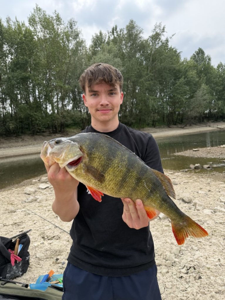 Nelio Walkowski fing diesen 50 cm langen Großbarsch auf Tauwurm.