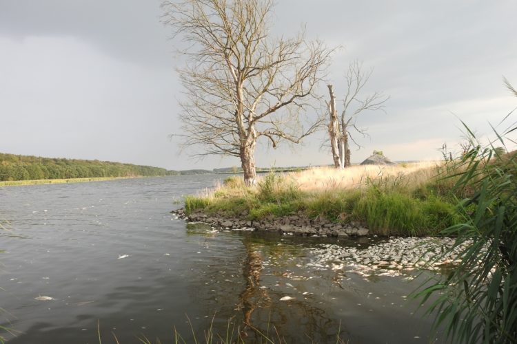Oder Fischsterben Studie